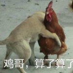 伟大的鸡哥