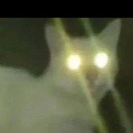 hasbrocat